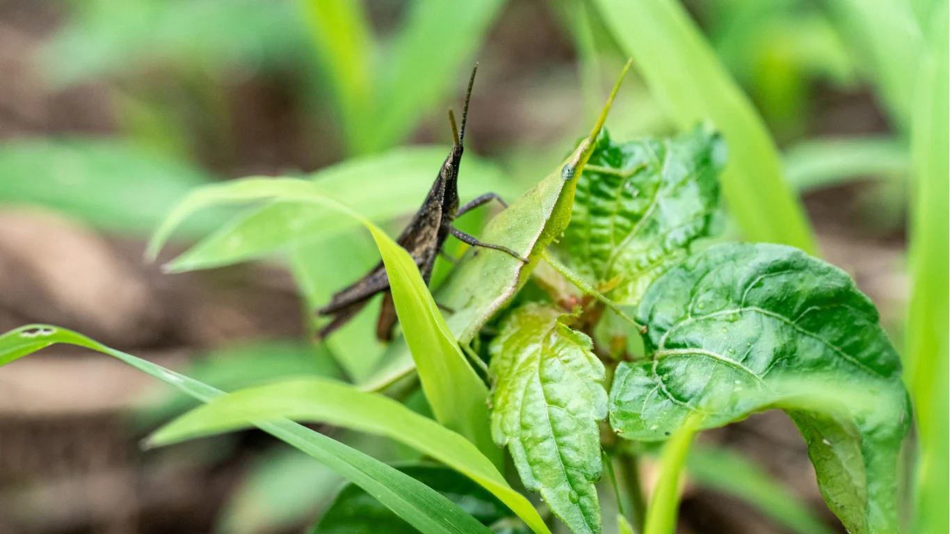 Natural Pest Control Methods